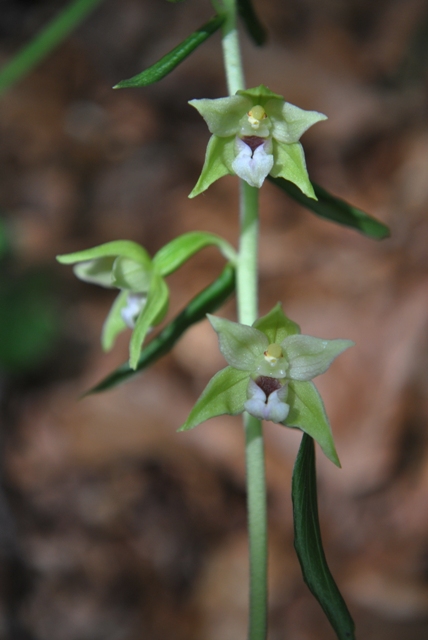 ...alla fiera delle Epipactis!